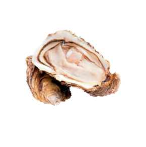 Gilardeau |especial| de ostras