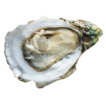 Hollow Oyster Noirmoutier
